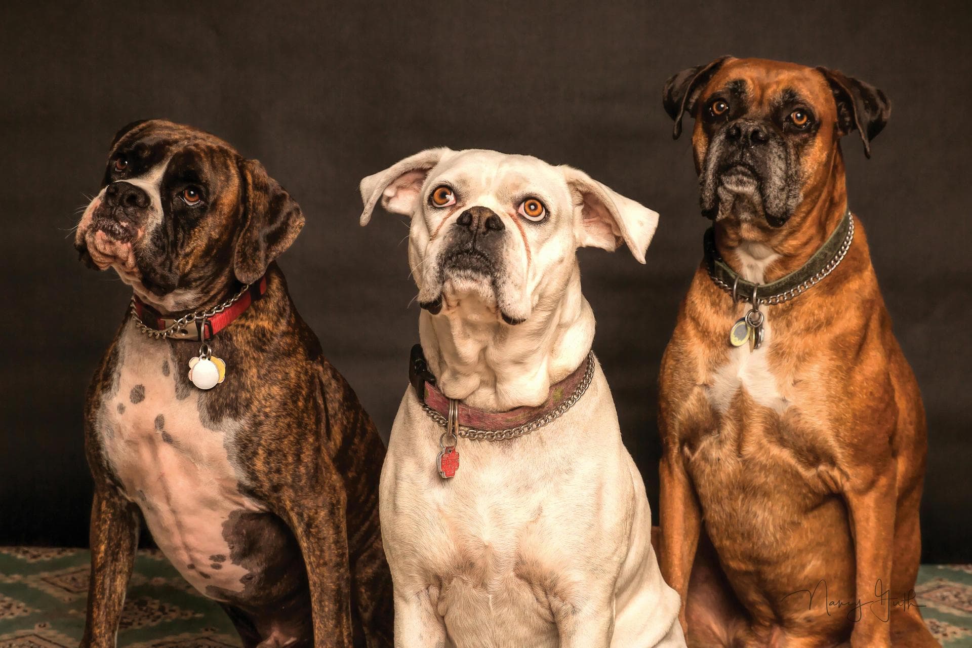 Dog & Cat Vets in Wigston
