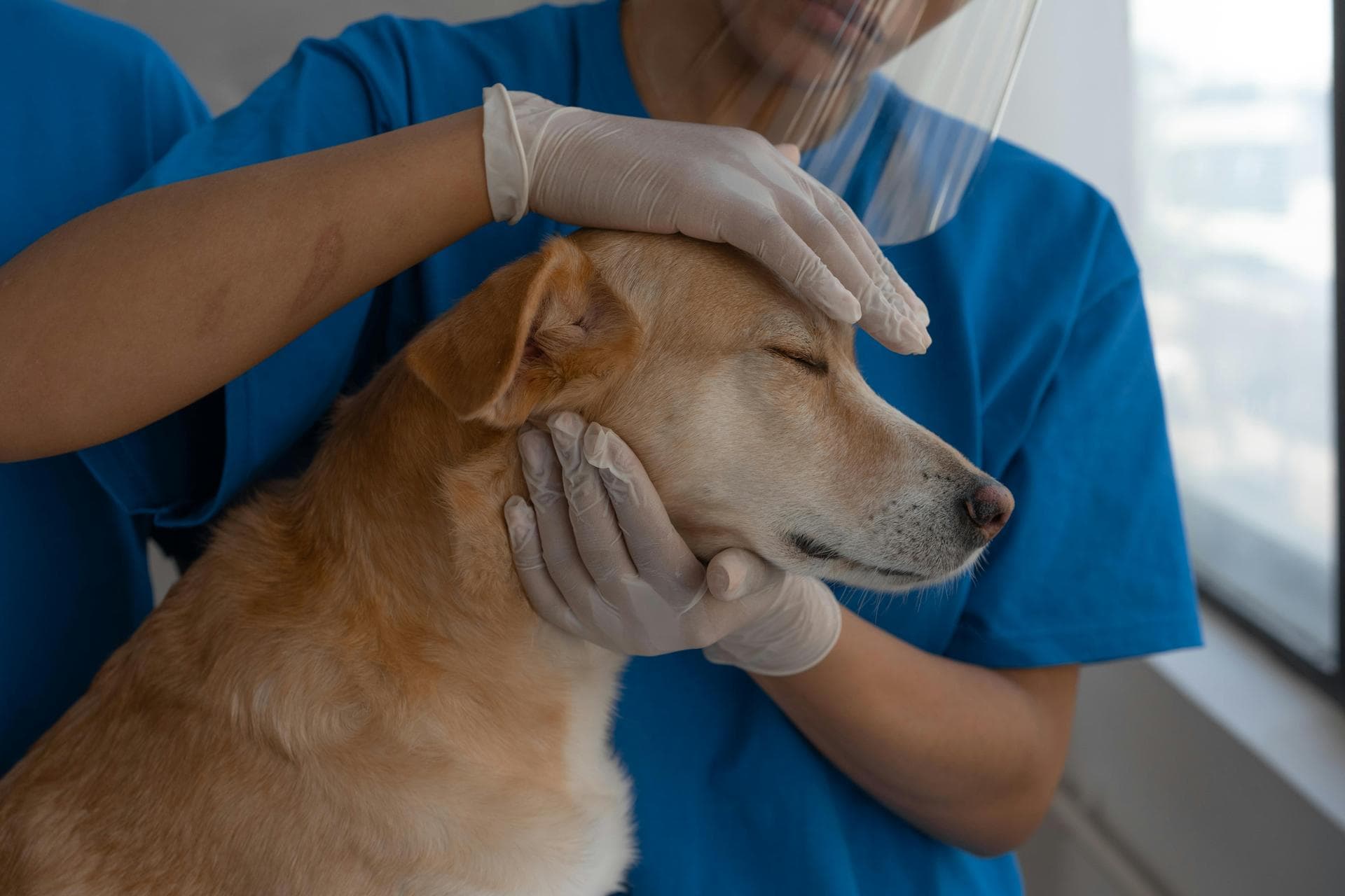 Dog & Cat Vets in Loughborough
