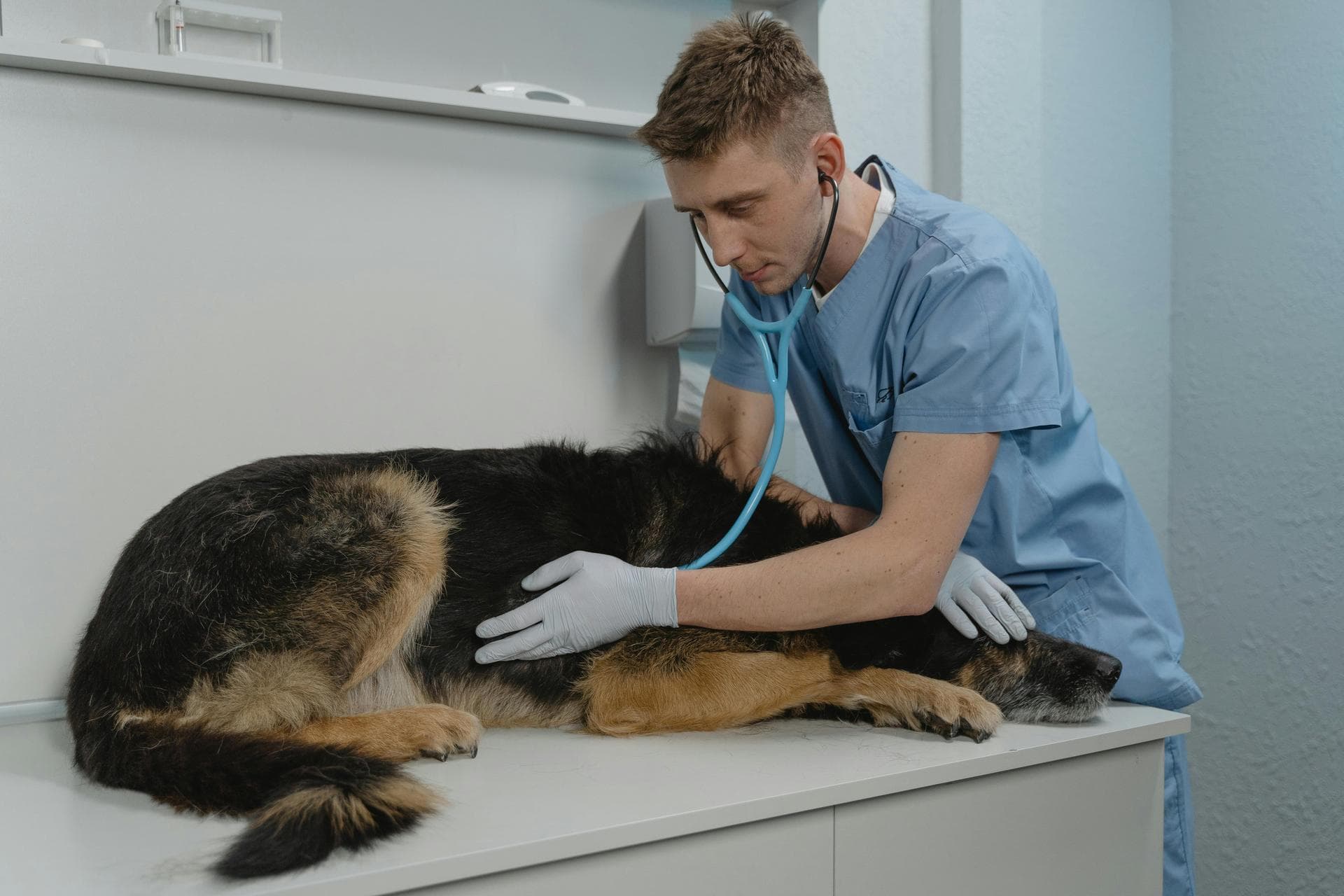 Best Vets in Enderby