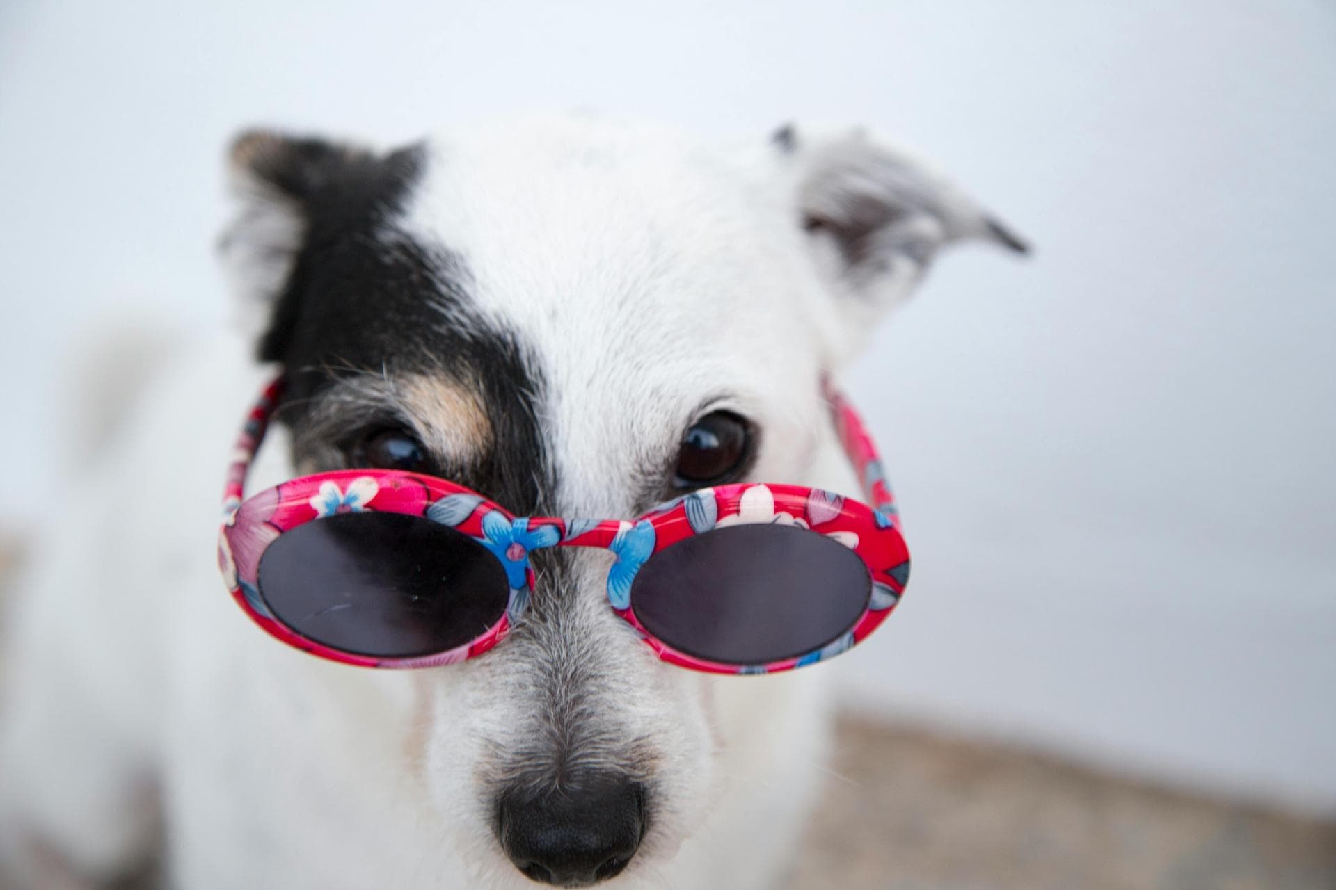 Dog & Cat Vets in Barwell